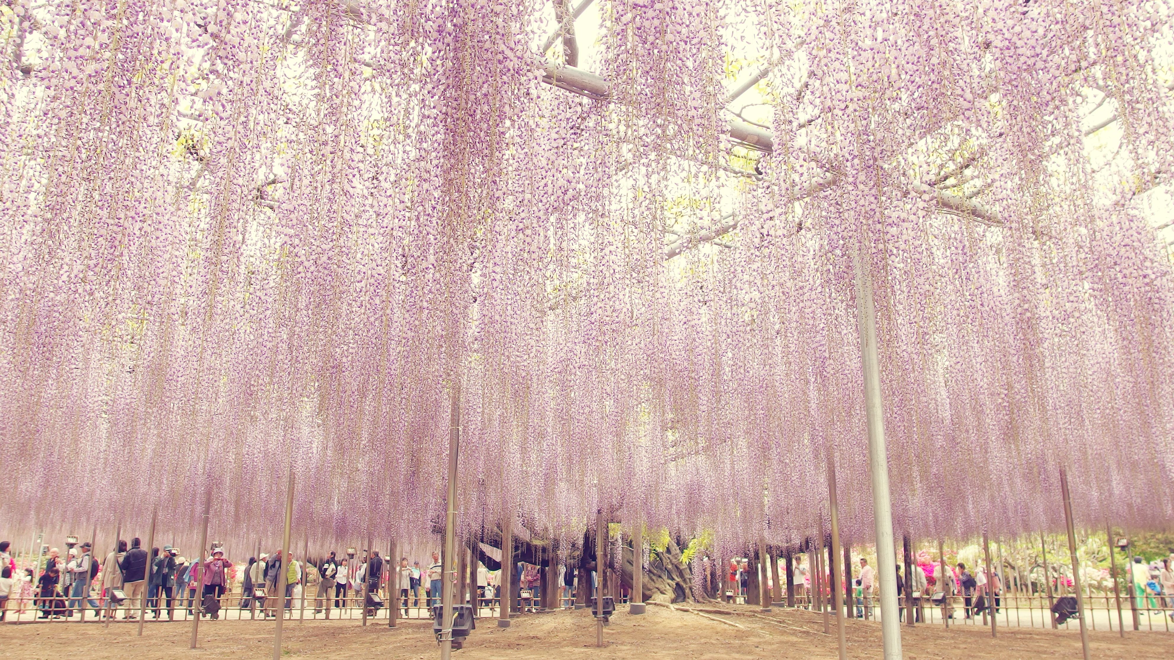 photo credit: at wisteria trellis. 藤棚にて. via photopin (license)